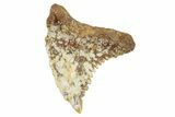 Fossil Shark Tooth (Hemipristis) - Angola #259454-1